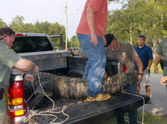 Crocodile Takes an Arm