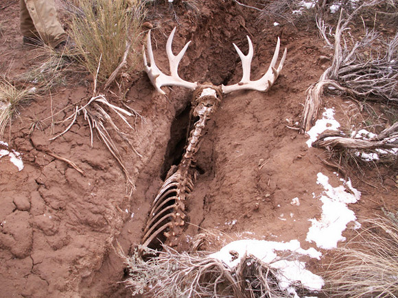 Moose That Fell Into A Crack