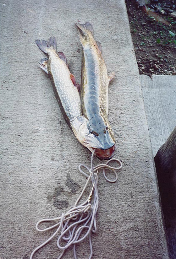 Siamese Northen Pike