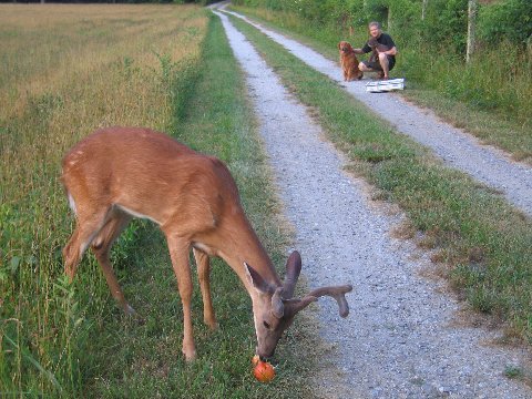 Velvet deer