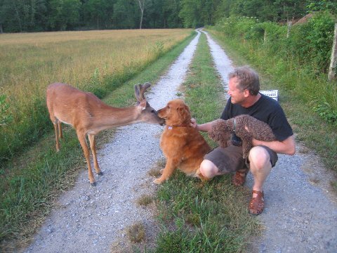 Velvet deer